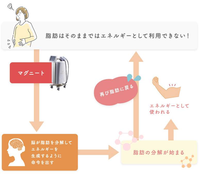 脂肪について