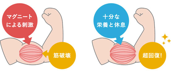 筋肉の超回復
